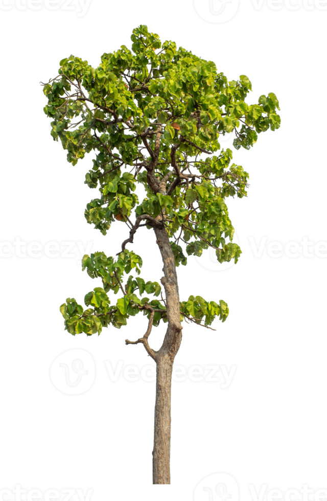 Green tree isolated on transparent background with clipping path and alpha channel. png