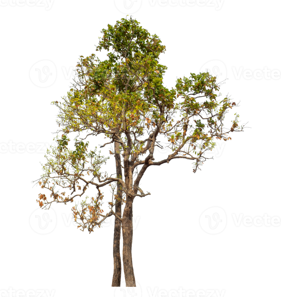Tree isolated on transparent background. png