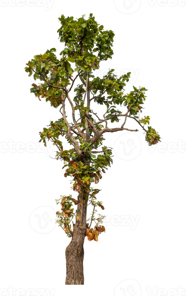 Green tree isolated on transparent background with clipping path and alpha channel. png