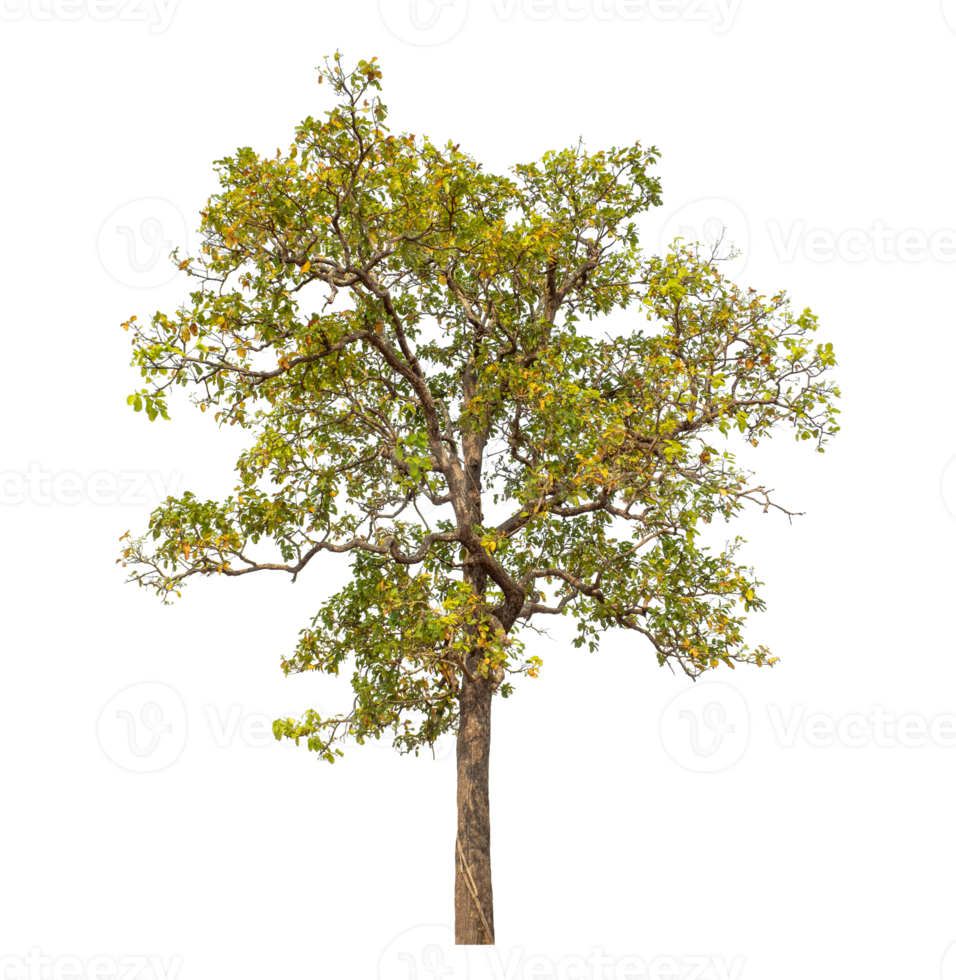 Tree isolated on transparent background with clipping path and alpha channel. png