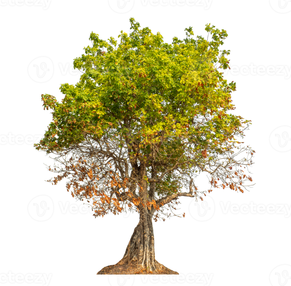 Tree isolated on transparent background with clipping path and alpha channel. png