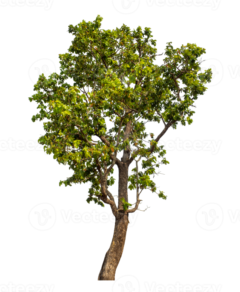 Green tree isolated on transparent background with clipping path and alpha channel. png