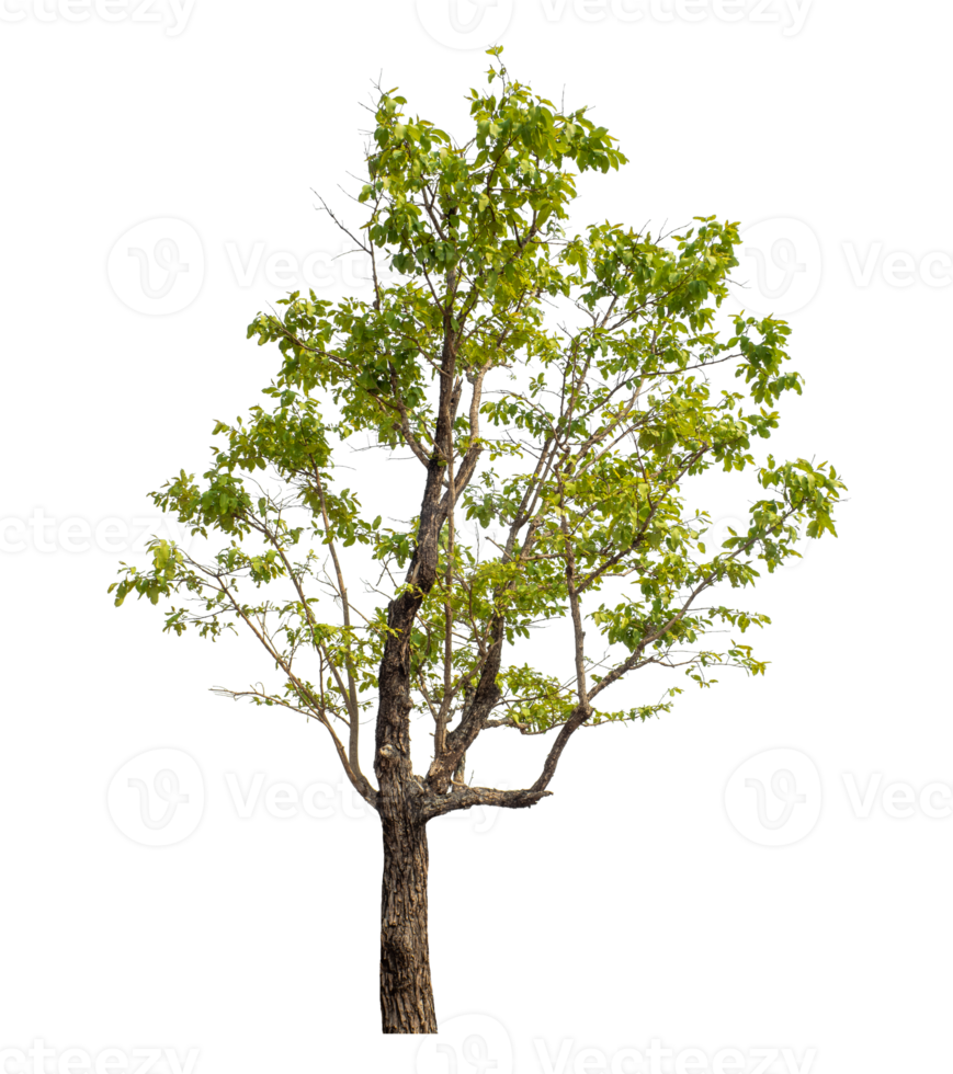 Green tree isolated on transparent background png