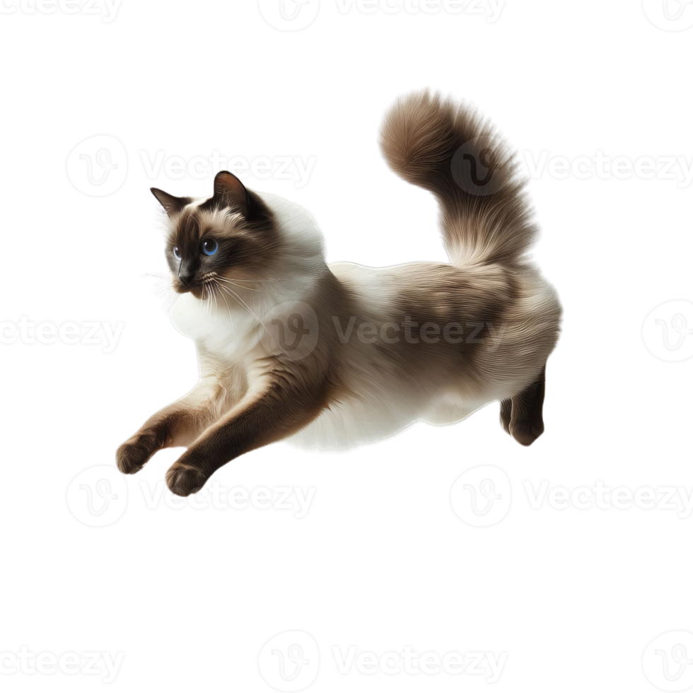 Energetic Siamese Cat Sprinting Across Transparent Background, Dynamic Feline Motion png