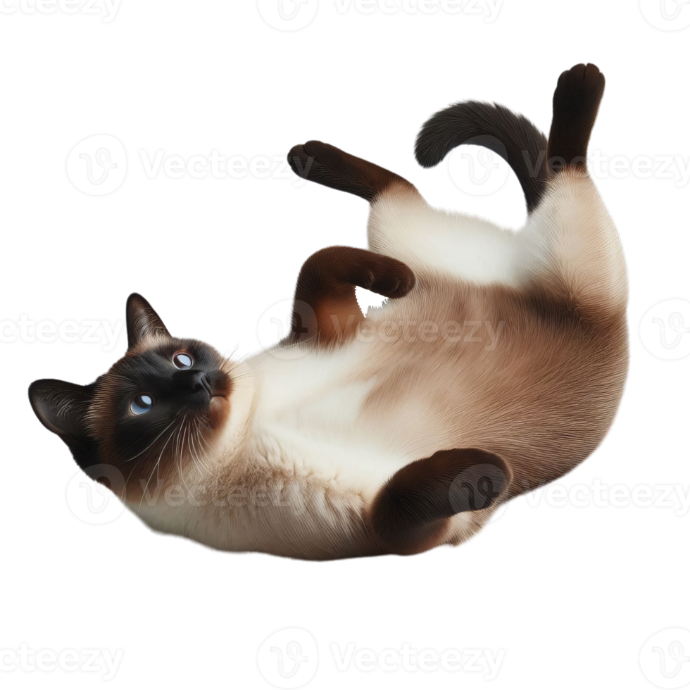 Cheerful Siamese Cat Engaged in Play on Transparent Background, Joyful Feline Activity png