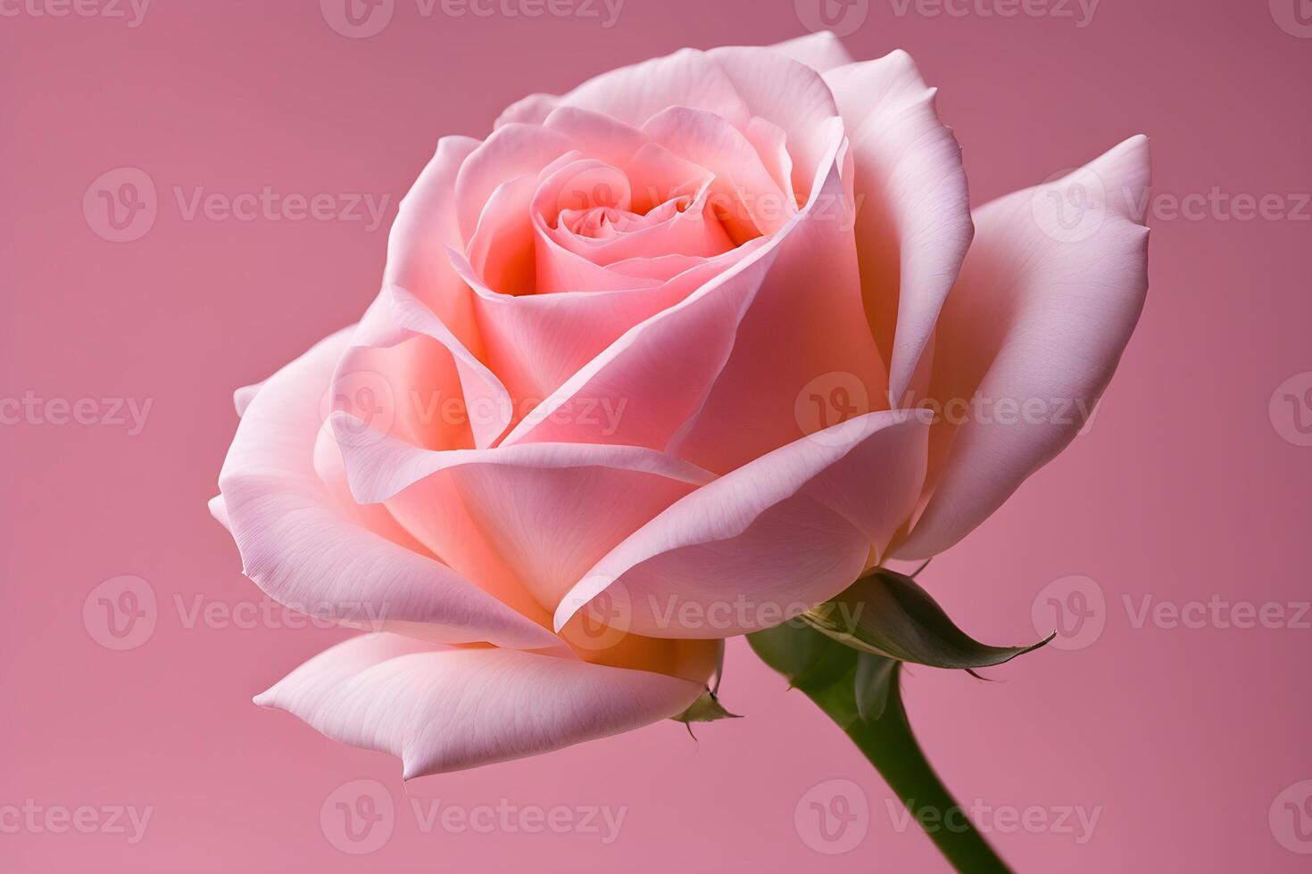 close up texture pink rose background photo