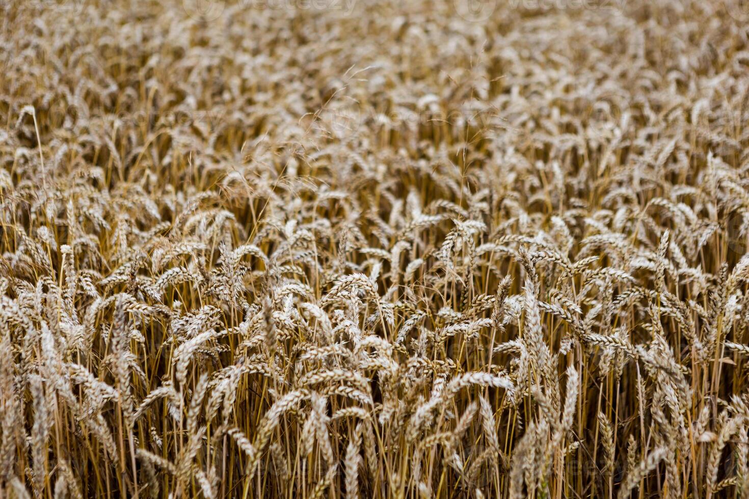 field of ripening wheat, cereal field, texture background photo