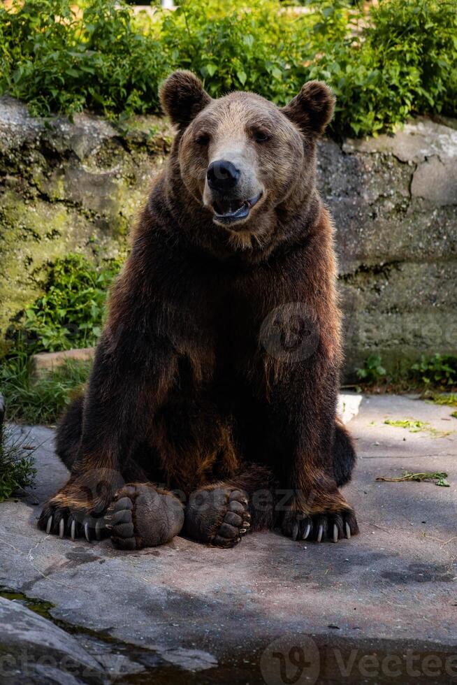 brown bear sits on a large stone photo