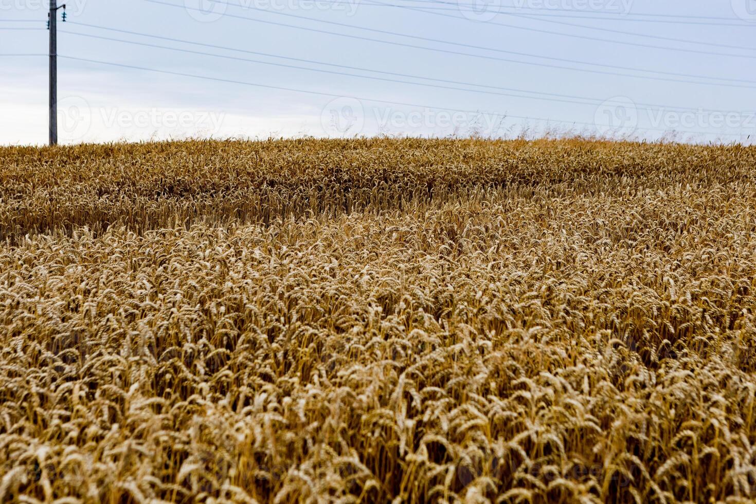field of ripening wheat, cereal field, texture background photo