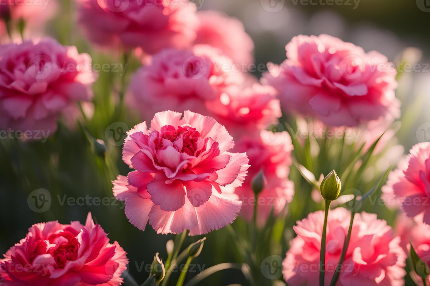 blooming pink chinese carnation in the garden photo