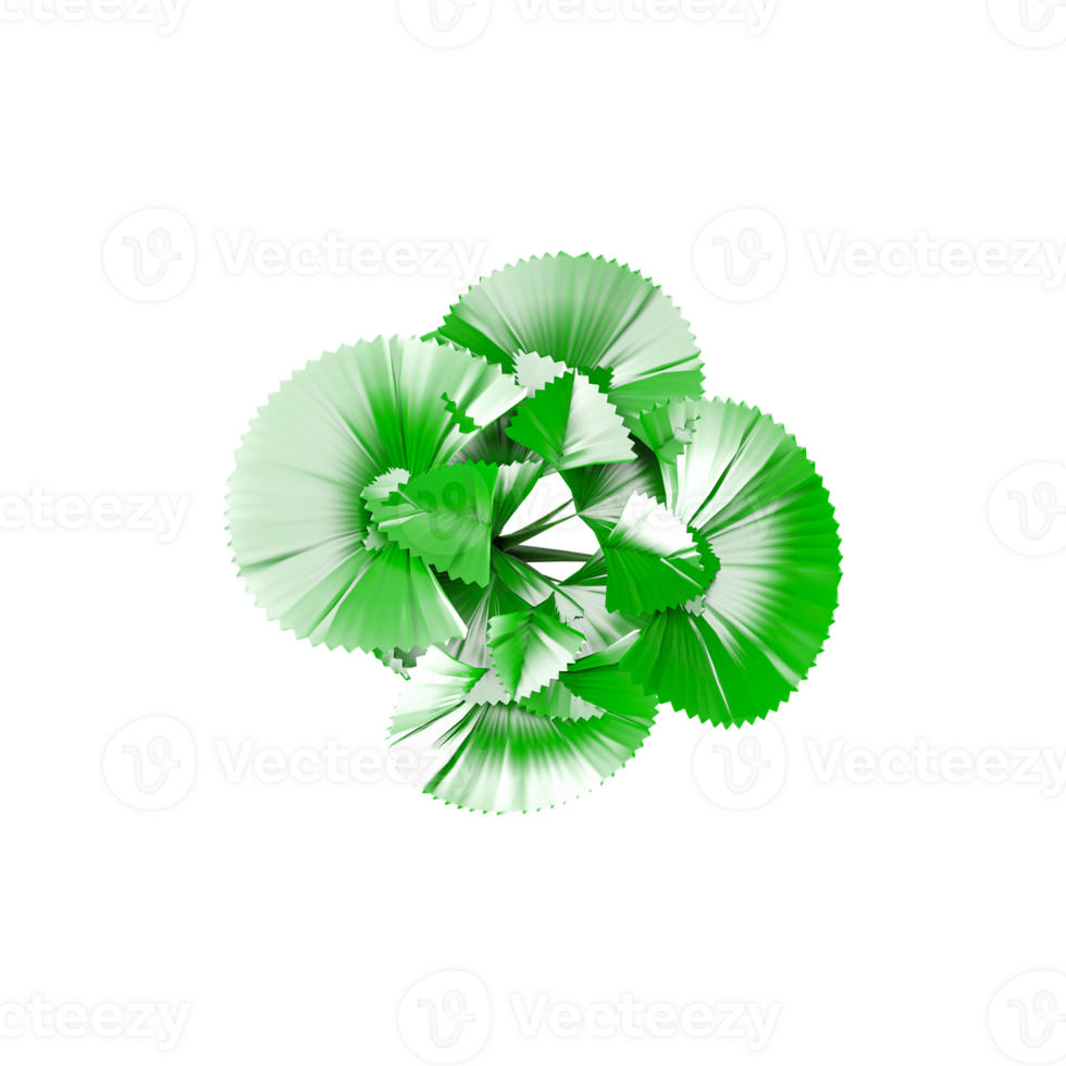 Licuala orbicularis plant isolated on transparent Canvas png