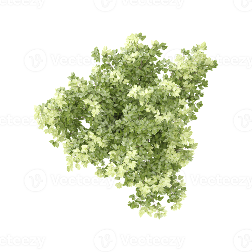 3D rendering of Acer platanoides tree in transparent Canvas png