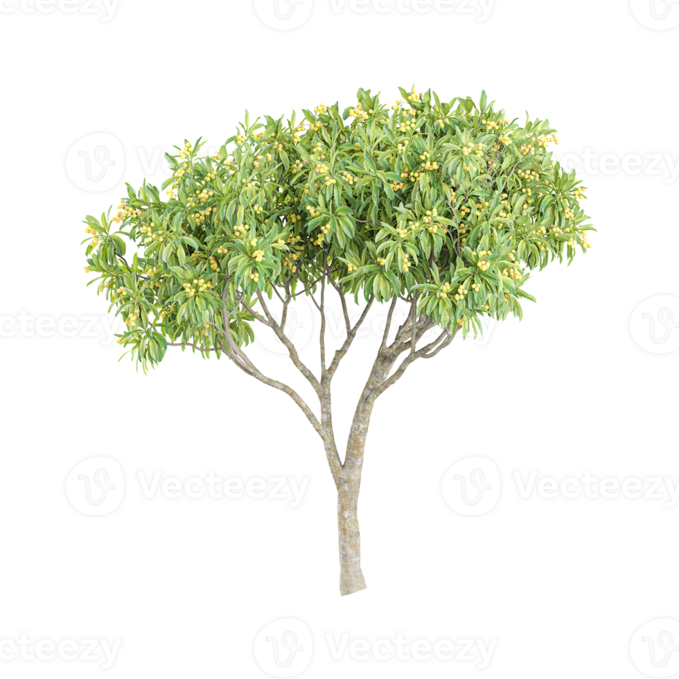 Acacia tree on isolated Canvas png