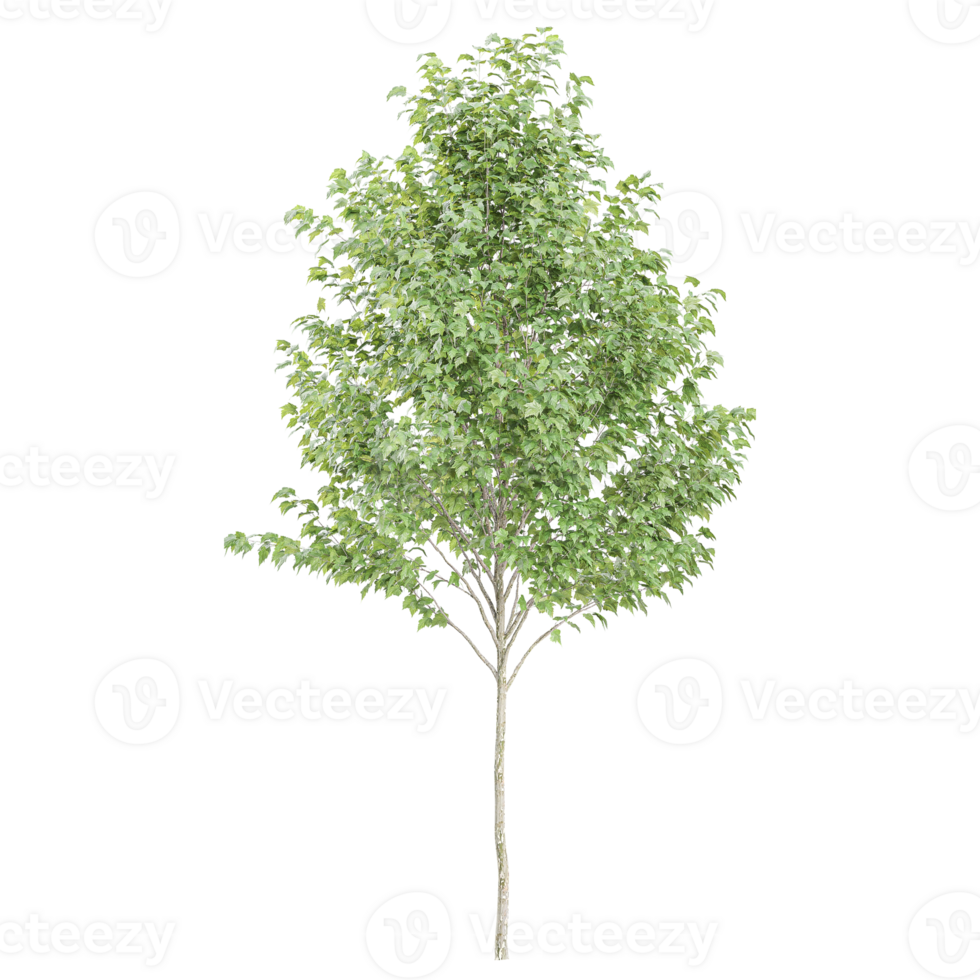 3D rendering of White poplar plant in transparent Canvas png