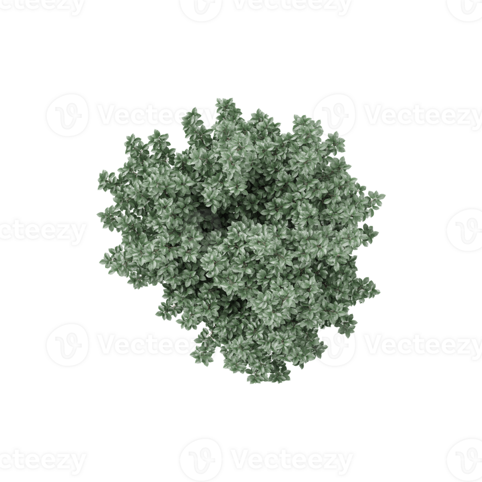3D rendering of Silverberry plant in transparent Canvas png