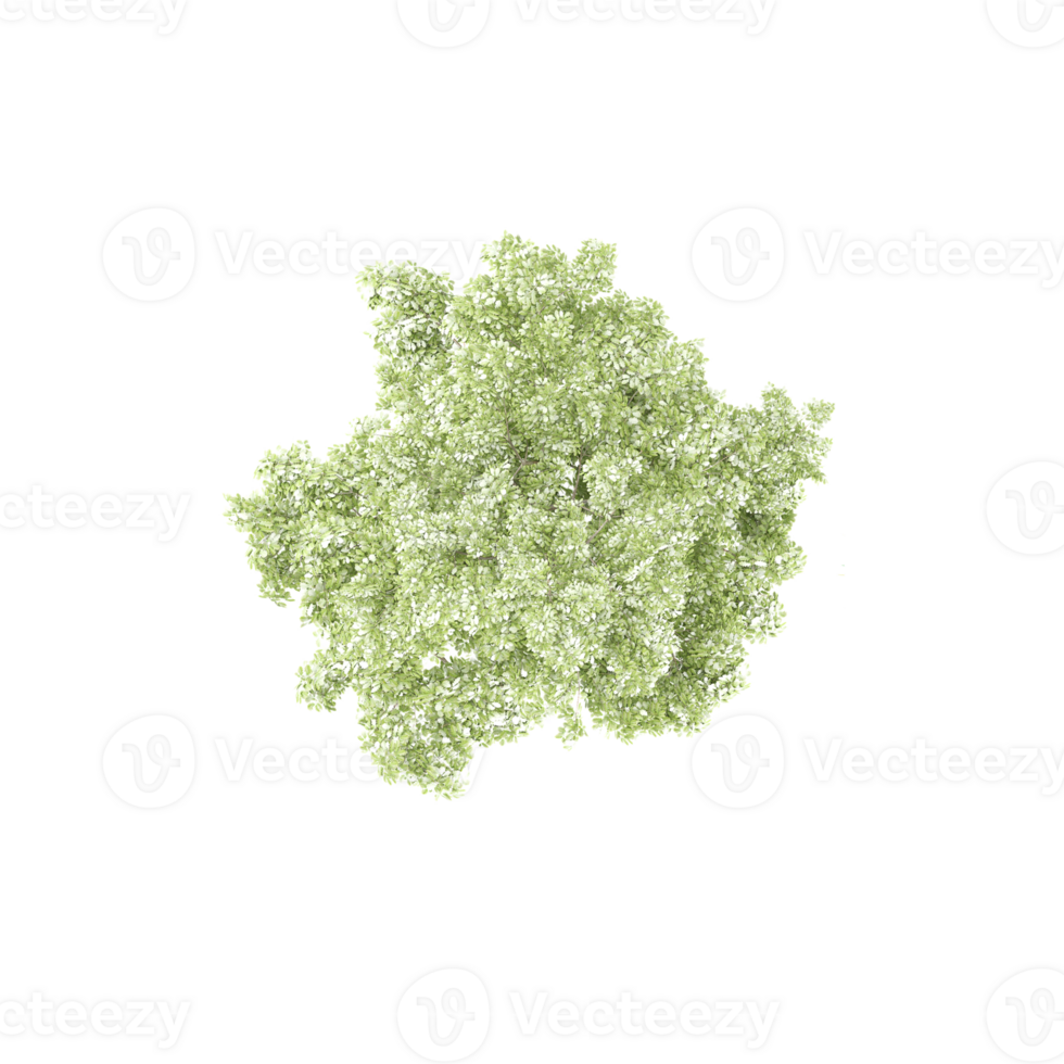 Quercus petraea plant on isolated Canvas png