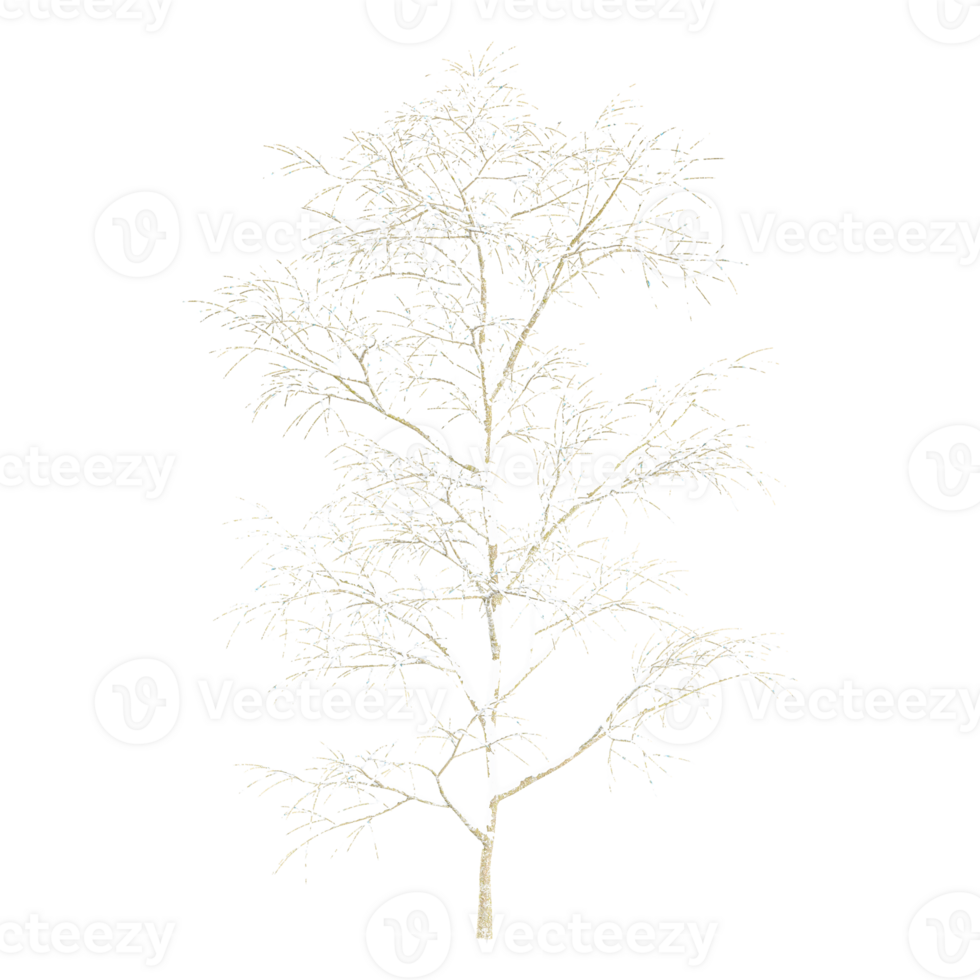 Winter tree Isolated on Canvas png