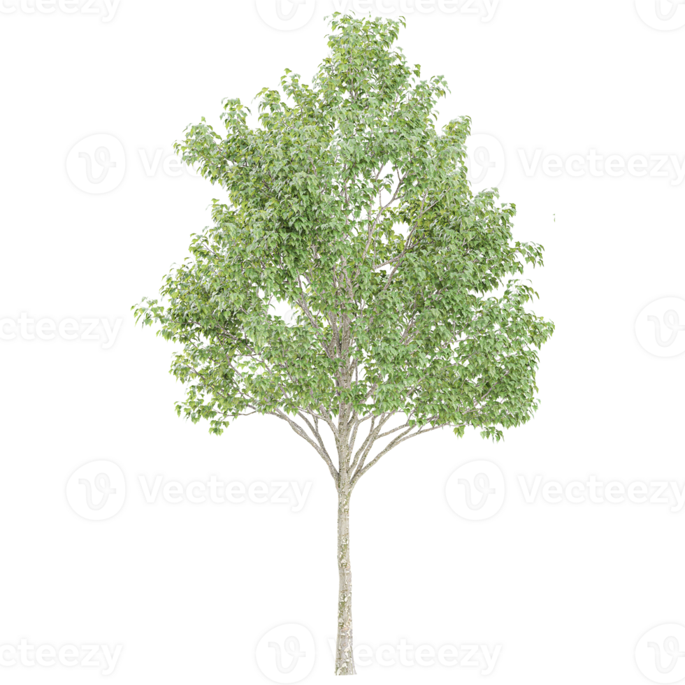 collection of White poplar Plant with realistic style png