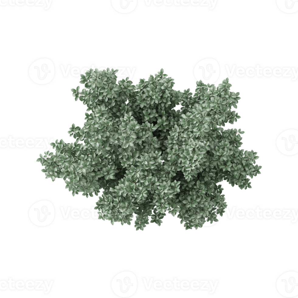 3d rendering of Silverberry plant png