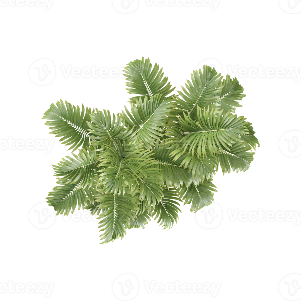 Raphis Palm plant isolated on transparent Canvas png