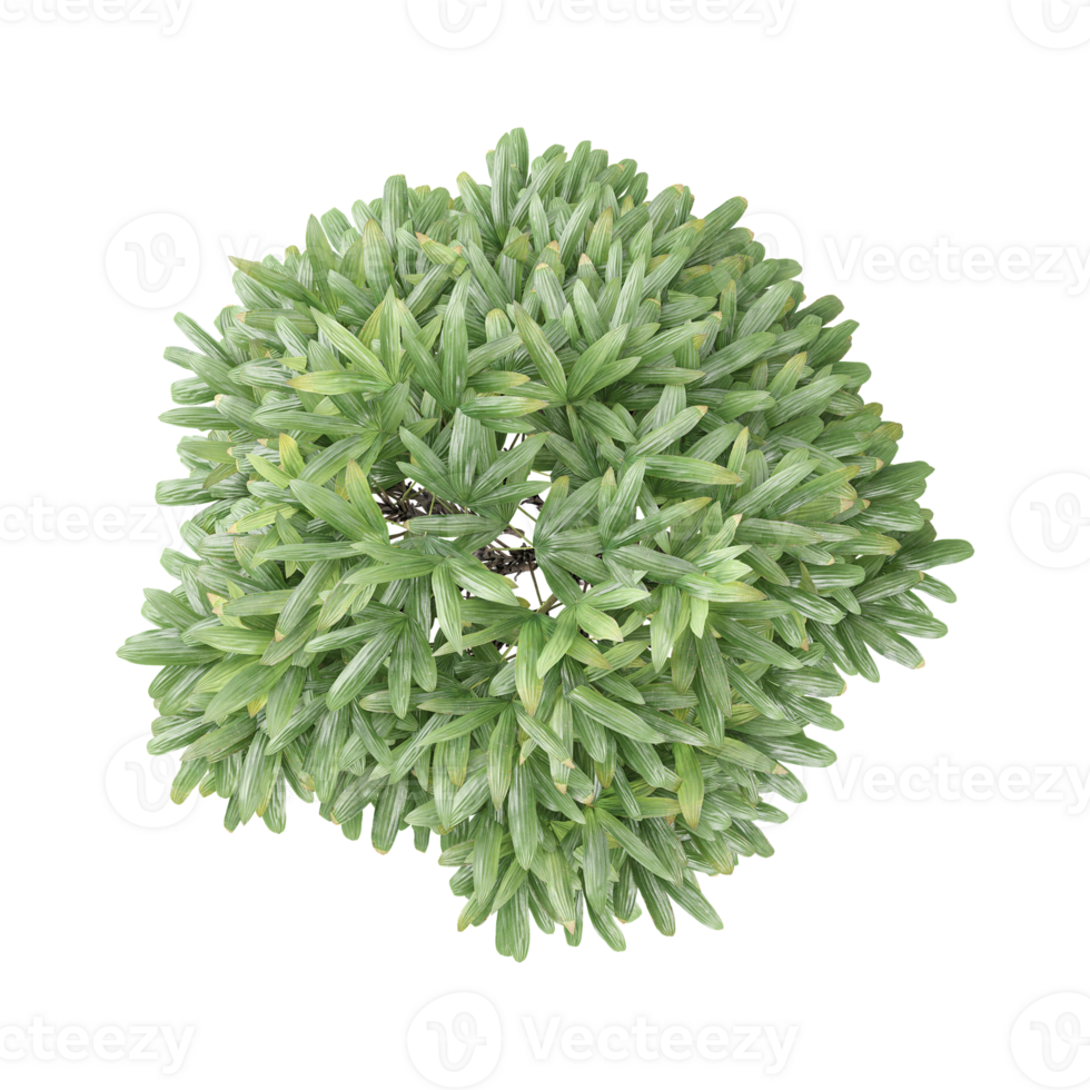 3d rendering of Raphis Palm plant png