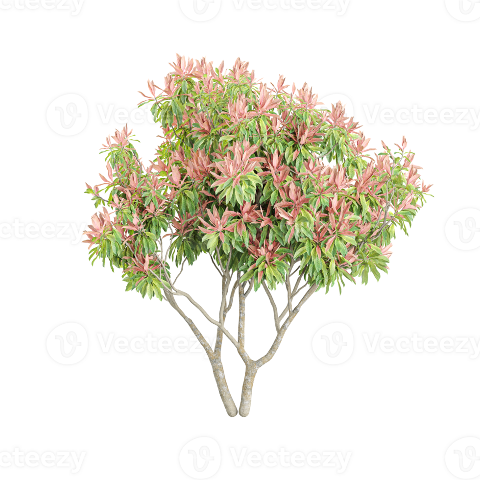 3d rendering of Pieris japonica flowers png