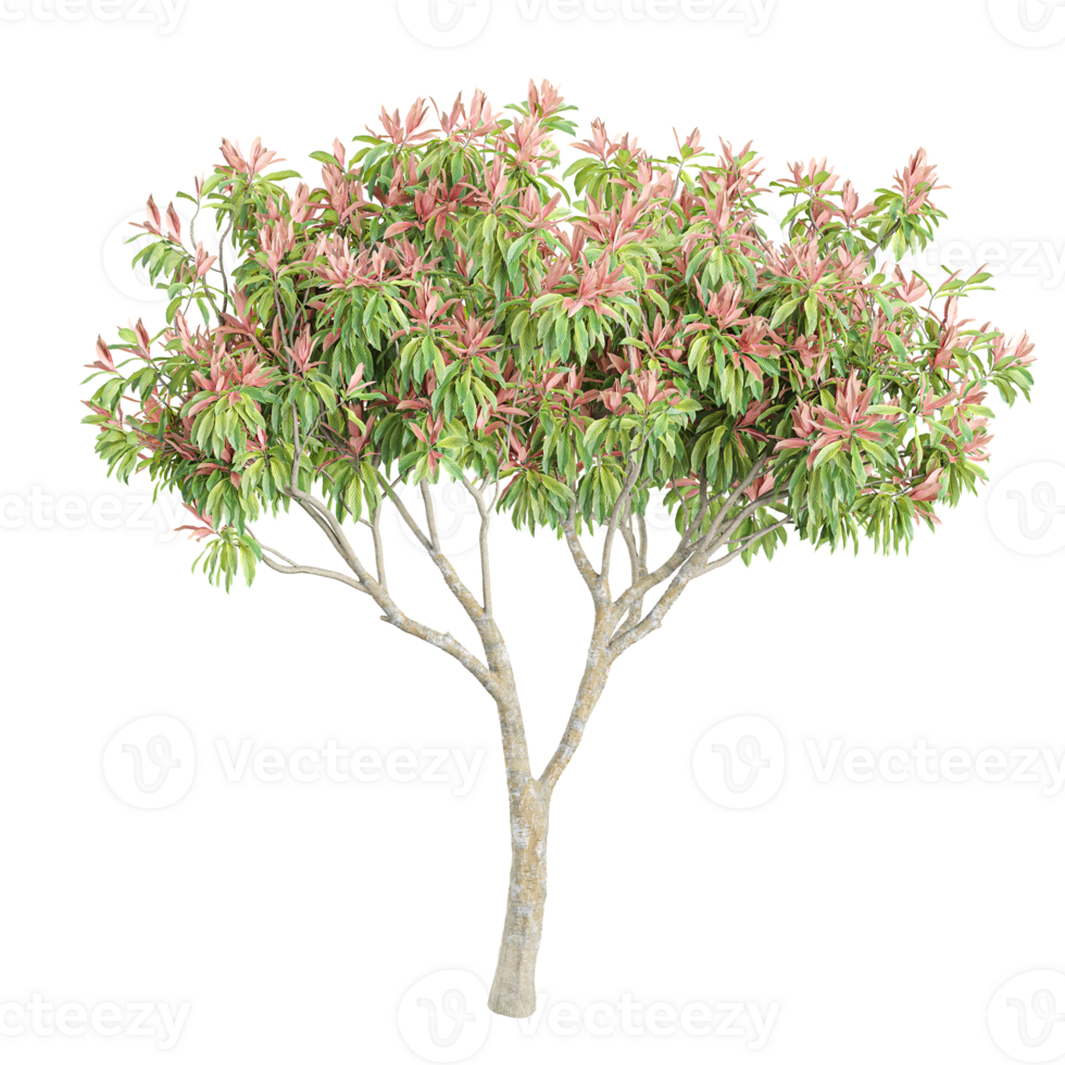 3D rendering of Pieris japonica flowers in transparent Canvas png