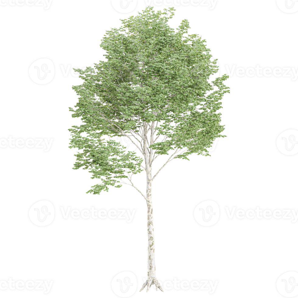 White poplar plant isolated on transparent Canvas png