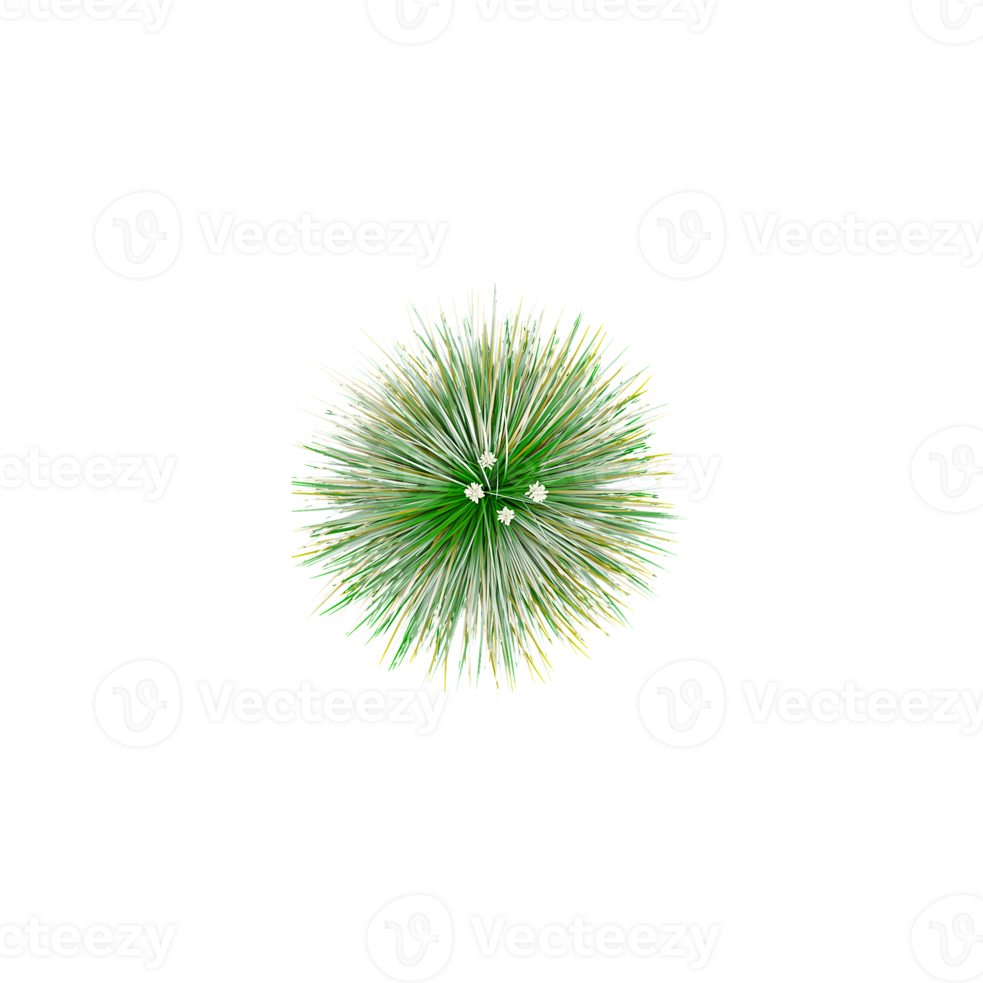3D rendering of Festuca idahoensis plant in transparent Canvas 45934024 PNG
