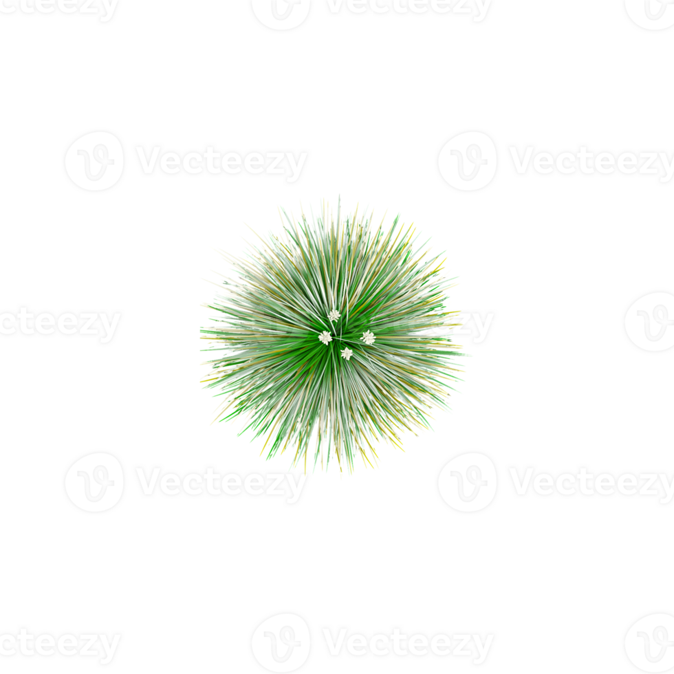 3D rendering of Festuca idahoensis plant in transparent Canvas png