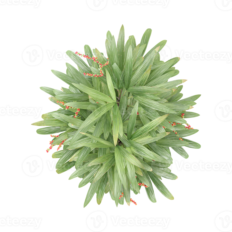 3D rendering of Raphis Palm plant in transparent Canvas png