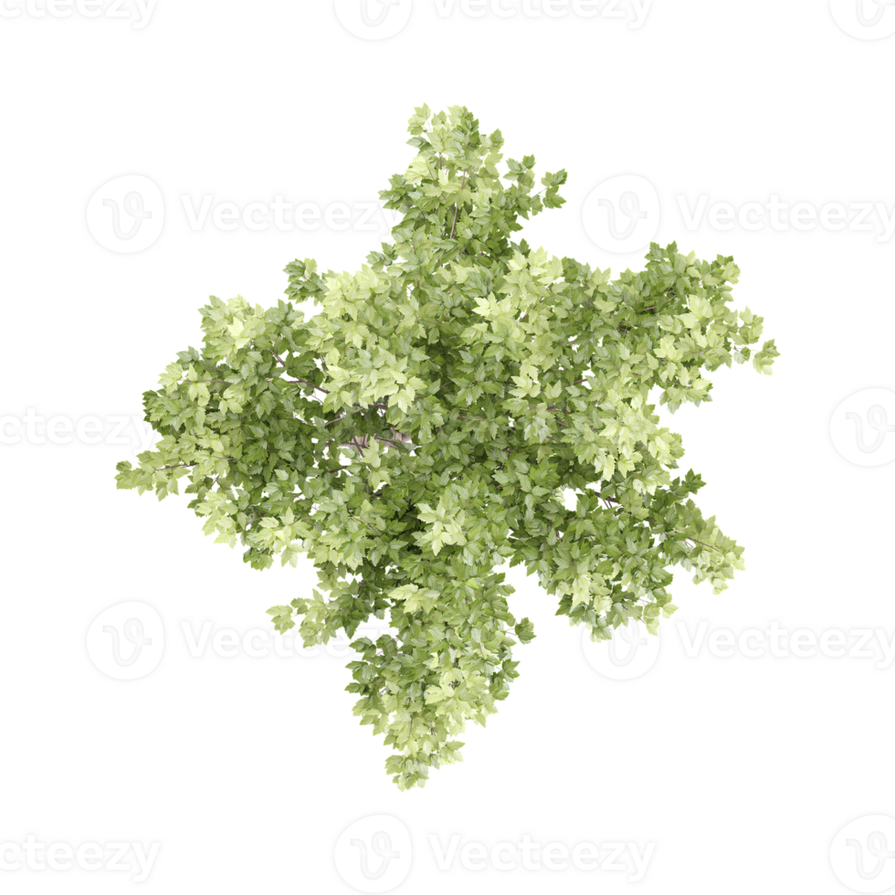 Acer platanoides plant on isolated Canvas png
