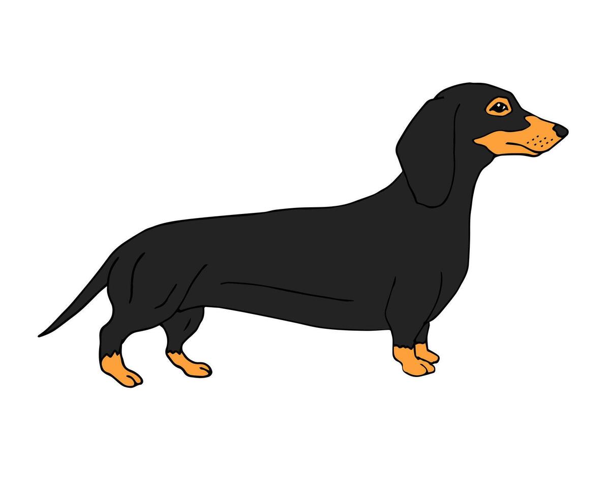 Hand drawn doodle sketch colored dachshund vector