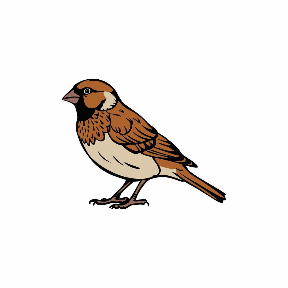 robin bird cute little bird character white background, illustration vector