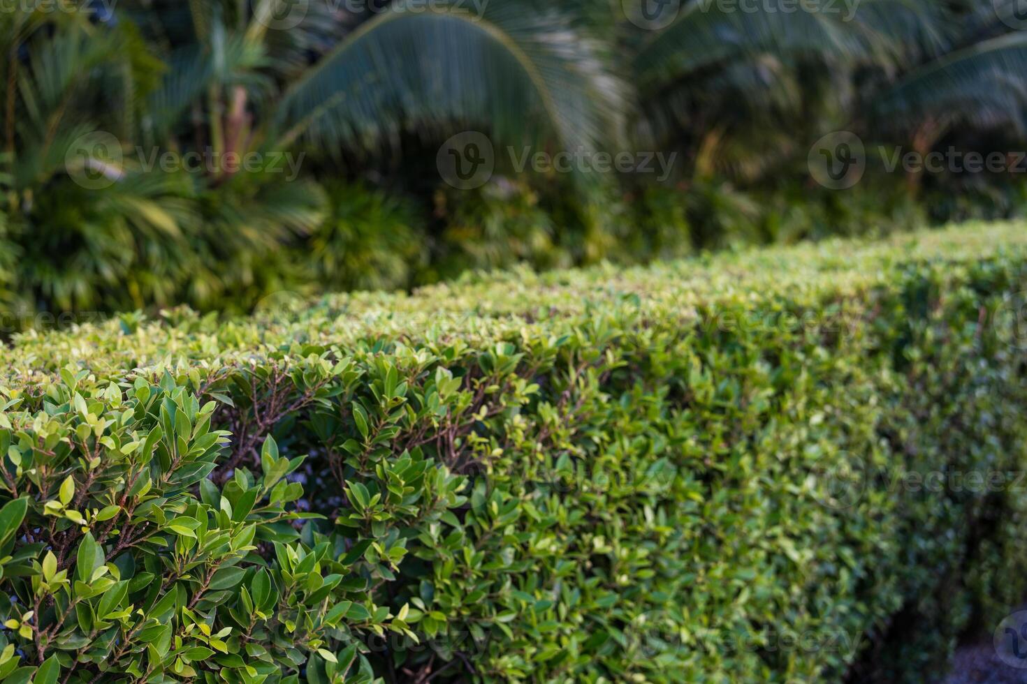Banyan Tree, scientific name Ficus annulata, is a popular ornamental shrub. photo