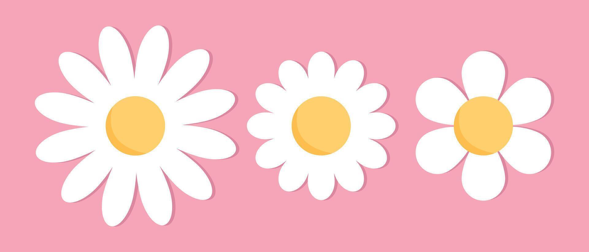 Cute chamomile flowers. Cute chamomile flower icons set on pink background. Chamomile or daisy with white petals. Plant flower head sign symbol. illustration vector
