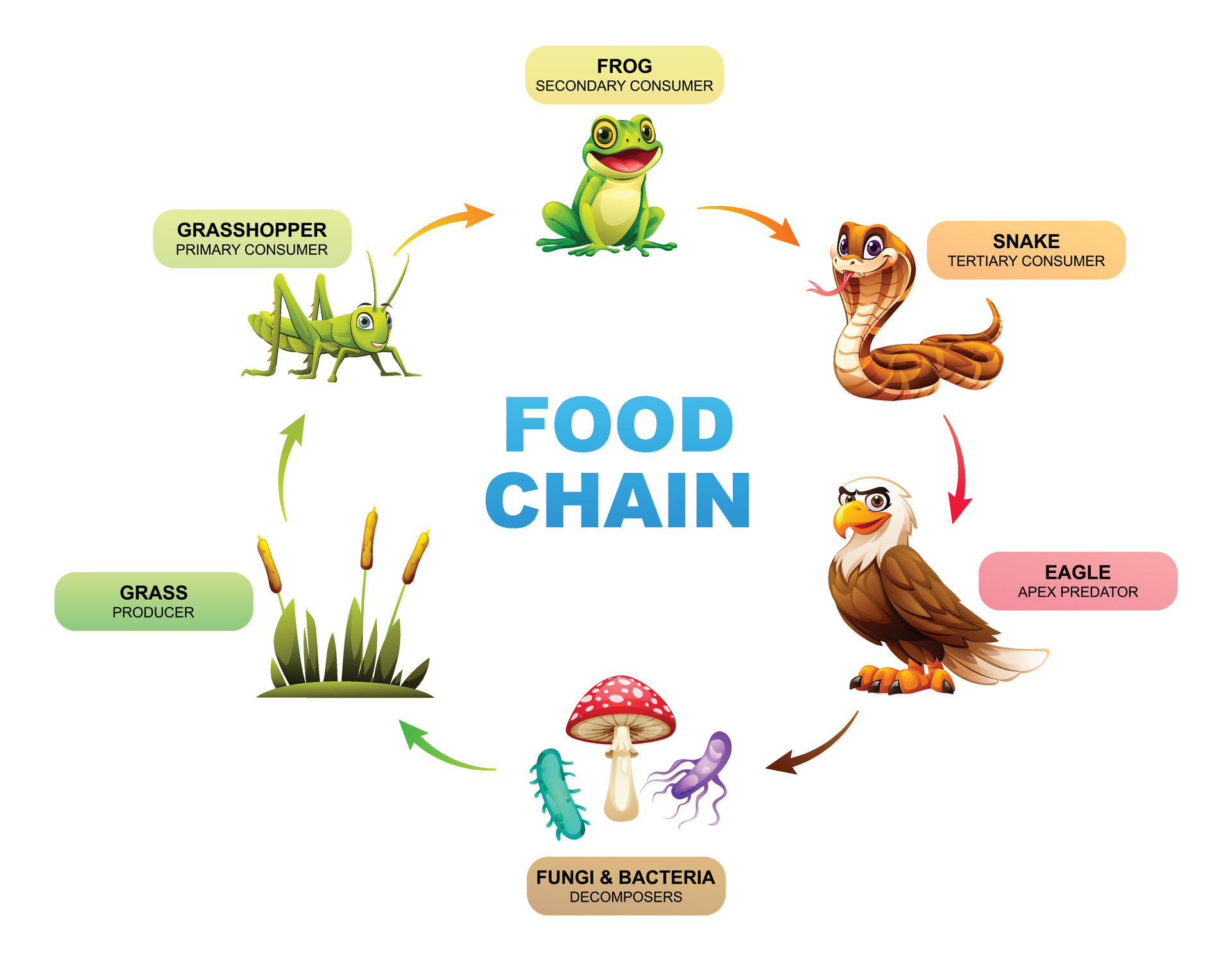Food Chain Showing The Relationships Between Grass Grasshopper Frog food-chain-showing-the-relationships-between-grass-grasshopper-frog