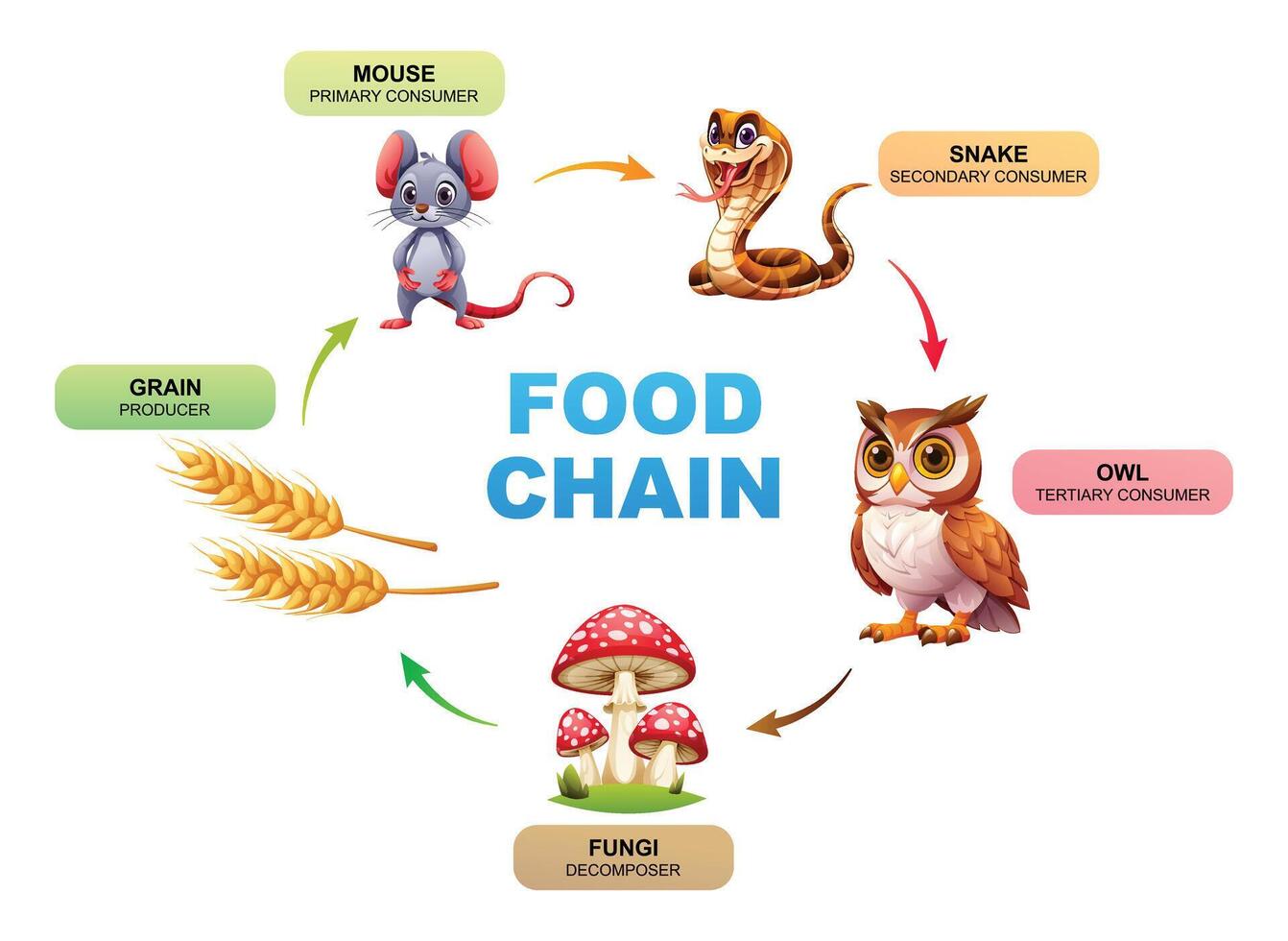 Illustration of a food chain ecosystem 45936410 Vector Art at Vecteezy Biology Diagrams