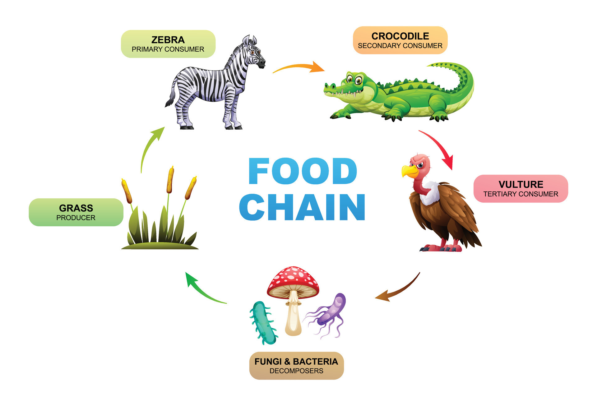 Food chain showing the relationships between a grass, zebra, crocodile ... Biology Diagrams