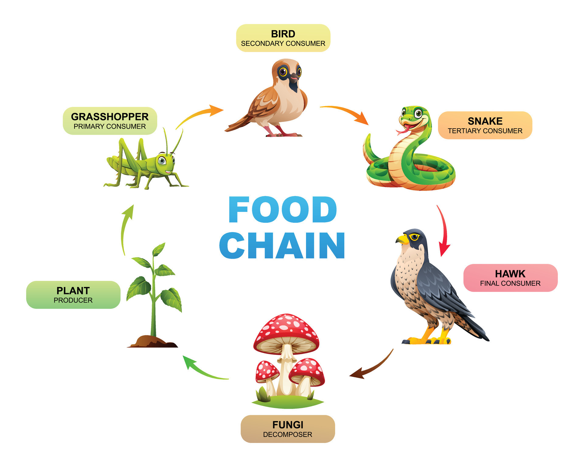 Food chain diagram showing the relationships between a plant ... Biology Diagrams