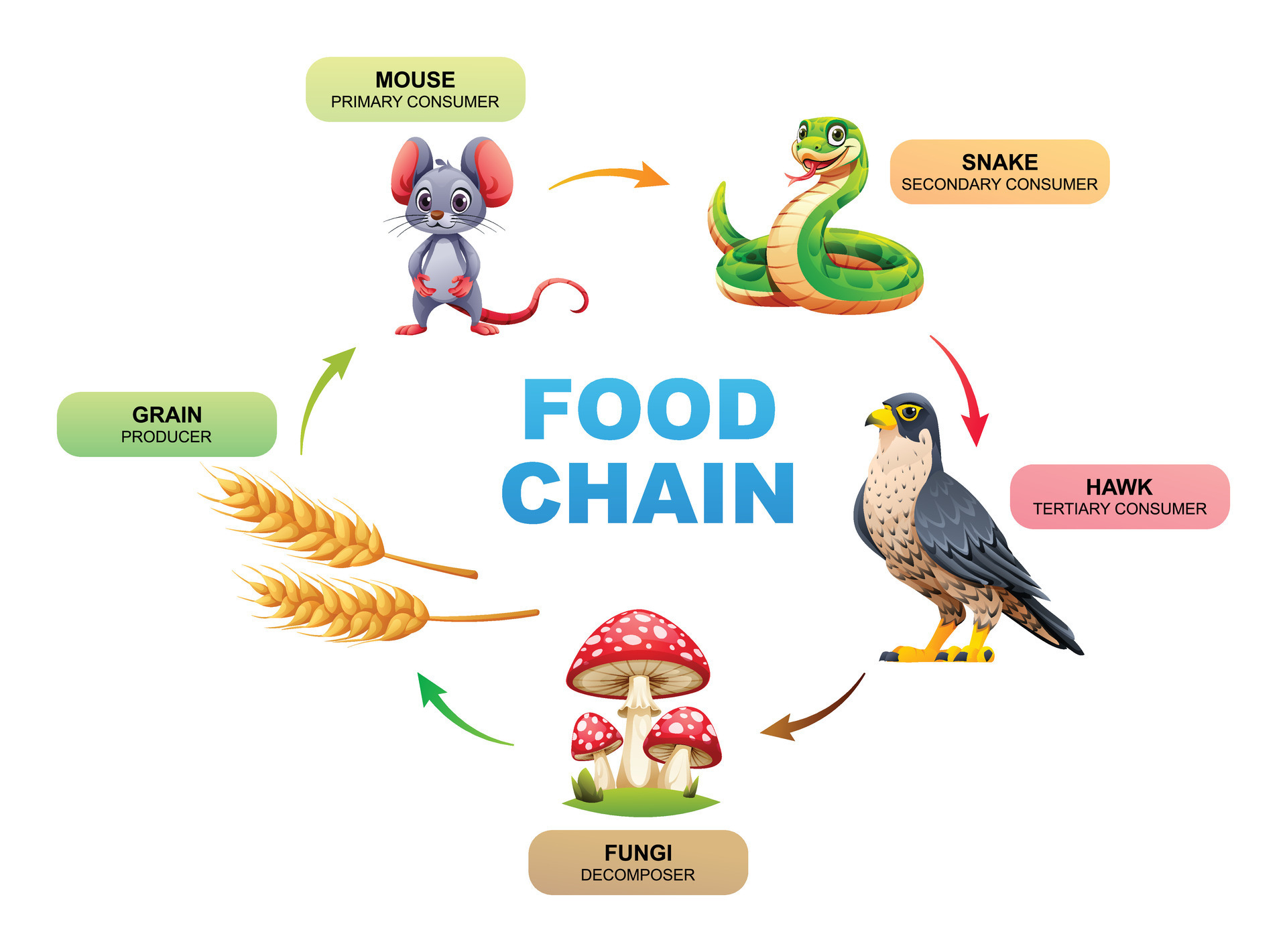 Illustration of food chain ecosystem 45936425 Vector Art at Vecteezy