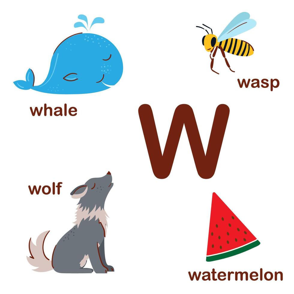 Preschool english alphabet. W letter. Watermelon, wolf, wasp, whale. Alphabet design in a colorful style. Educational poster for children. Play and learn. vector