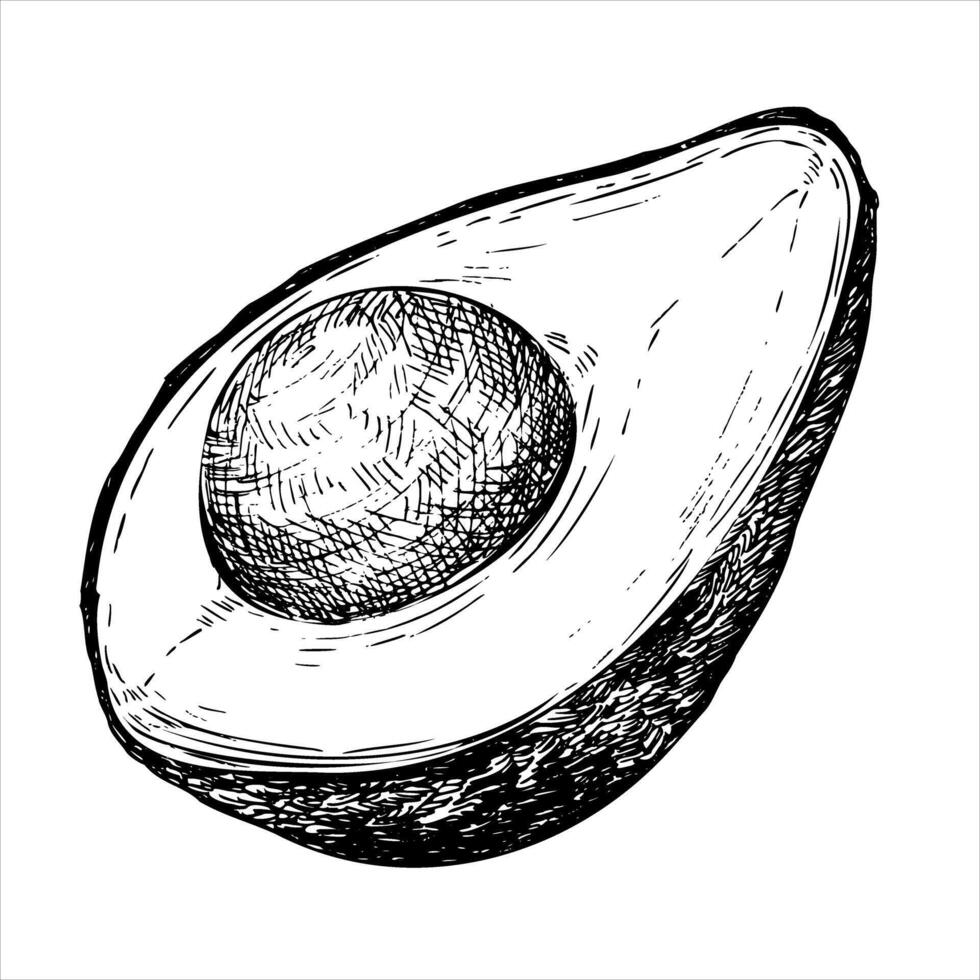 Avocado hass graphic illustration, hand drawn sketch of vegetable,sliced avocado. Botanical drawing of tropical fruit. Engraving for food packaging design. Plant sketch vector