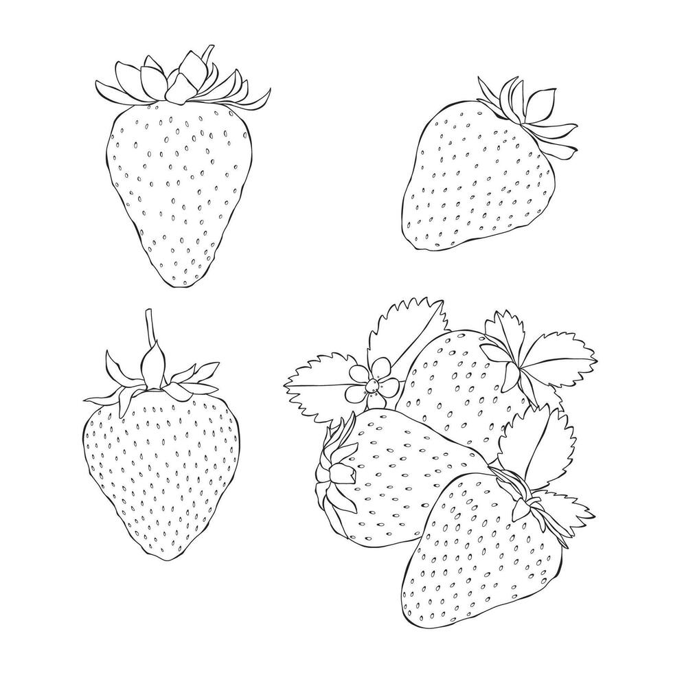 Strawberries outline hand drawn illustration on white backgroung vector