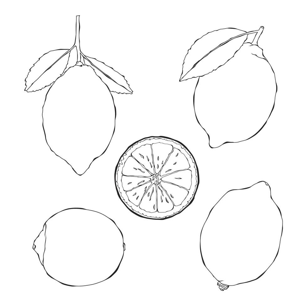 Lemon outline hand drawn illustration on white backgroung vector