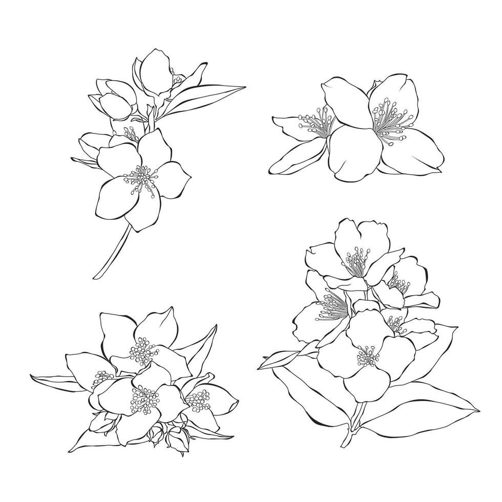 Jasmine outline hand drawn illustration on white backgroung vector