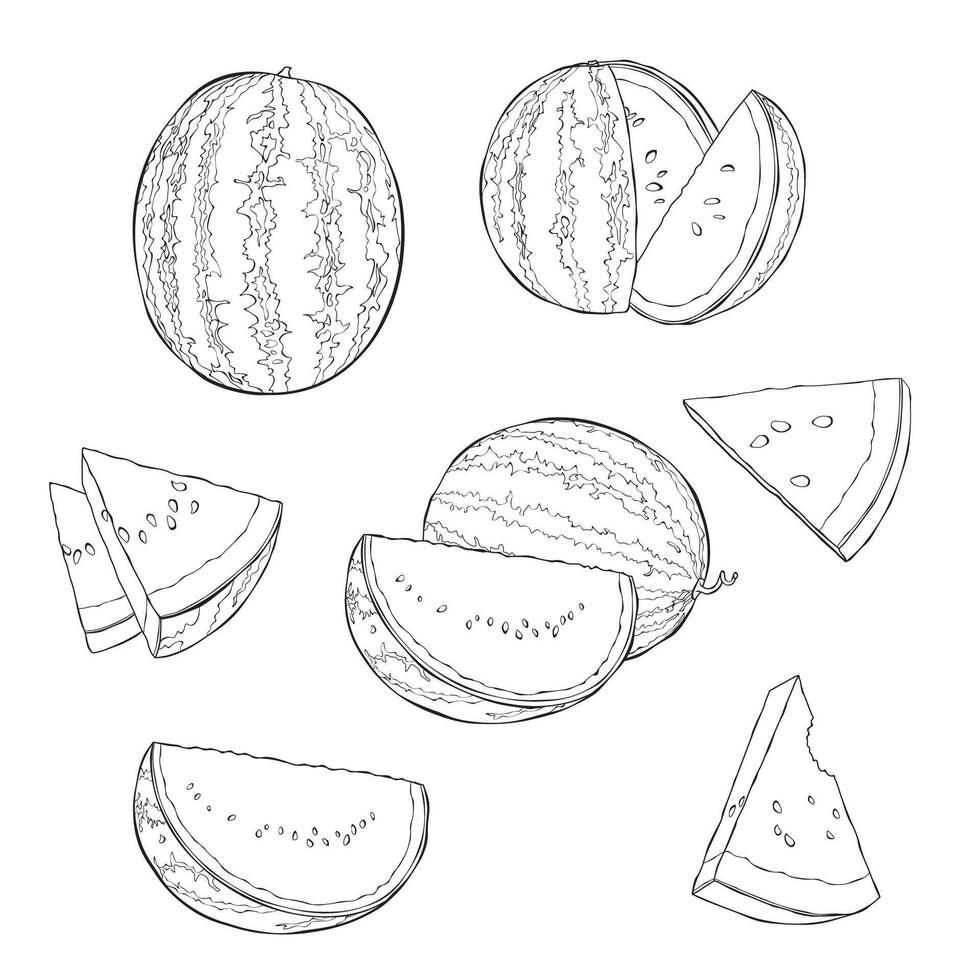 Watermelon outline hand drawn illustration on white backgroung vector