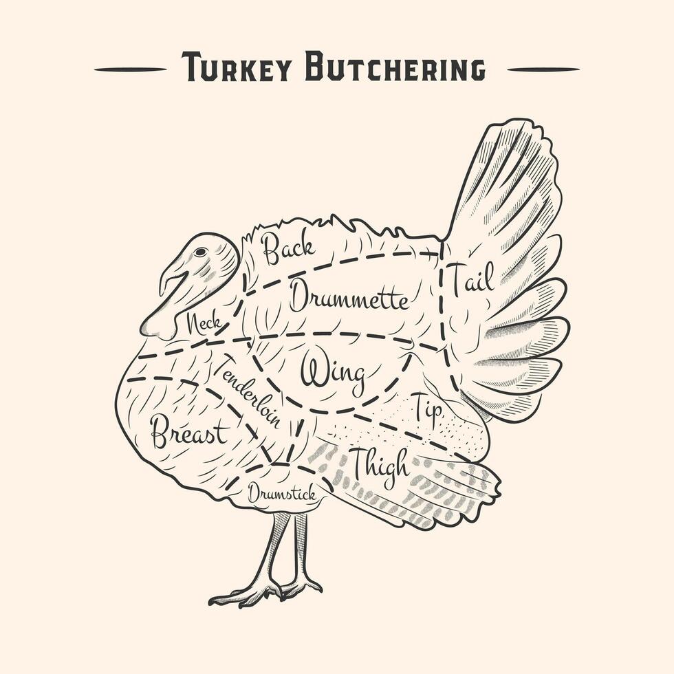 Home turkey carving diagrams. Poster for the meat market. in vintage style vector