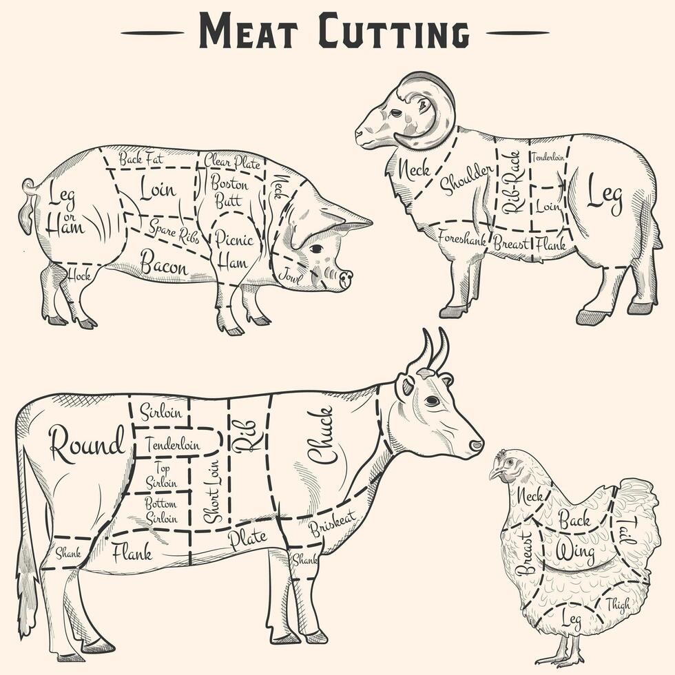 Pork, beef, lamb and chicken cuts - hand drawn set. scheme of meat cutting in vintage style vector