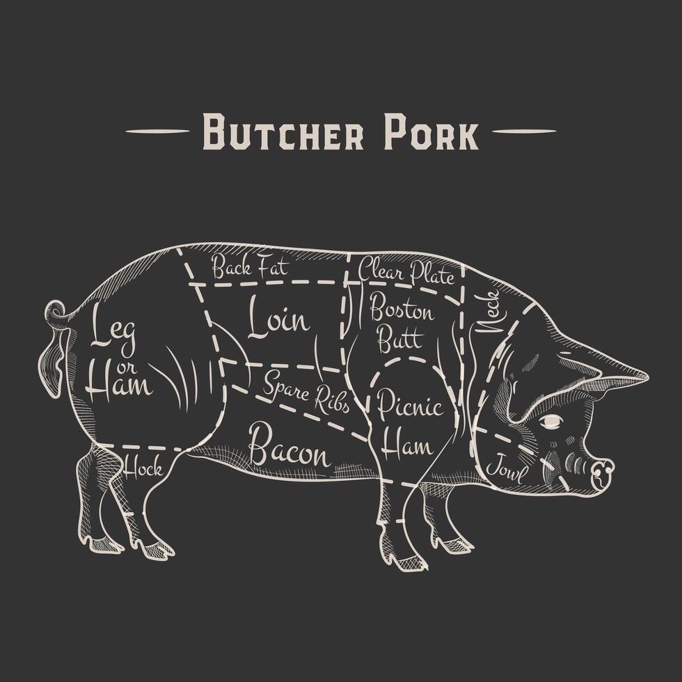 pig, pork cuts. template menu design for restaurant or cafe. vector